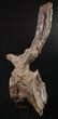 Tall Diplodocus Caudal Vertebra - Dana Quarry #10142-3